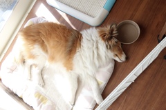 シェルティの日向ぼっこ