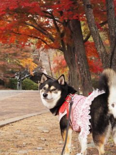 紅葉の中、振り向き美人