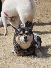 柴犬が柴だらけ