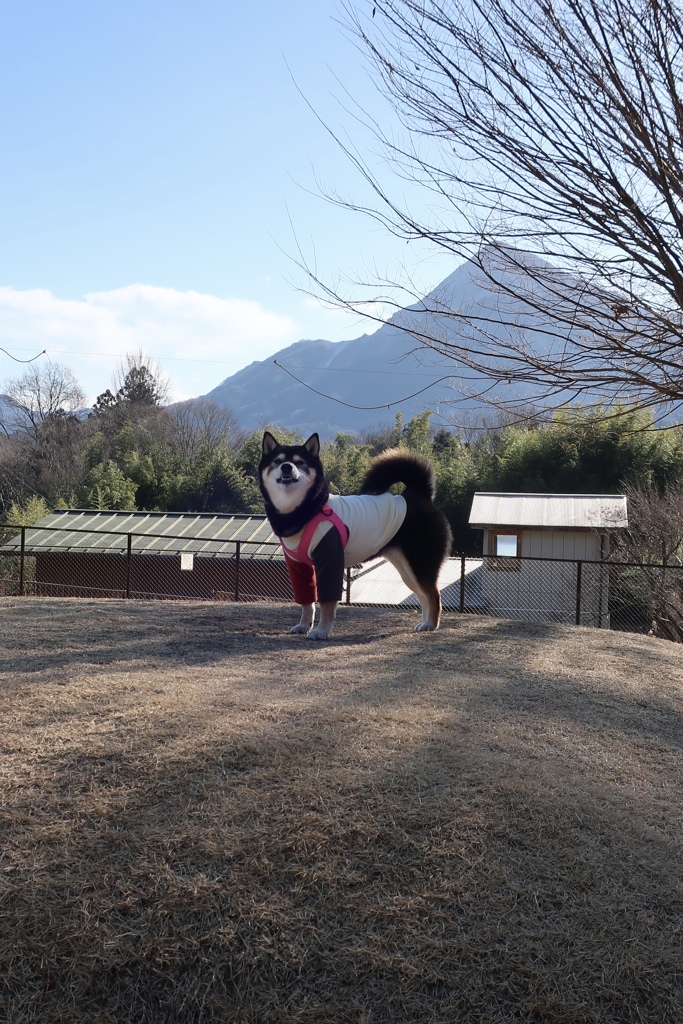 お気に入りのドッグランで