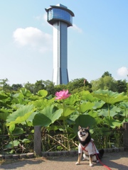 咲いたよ