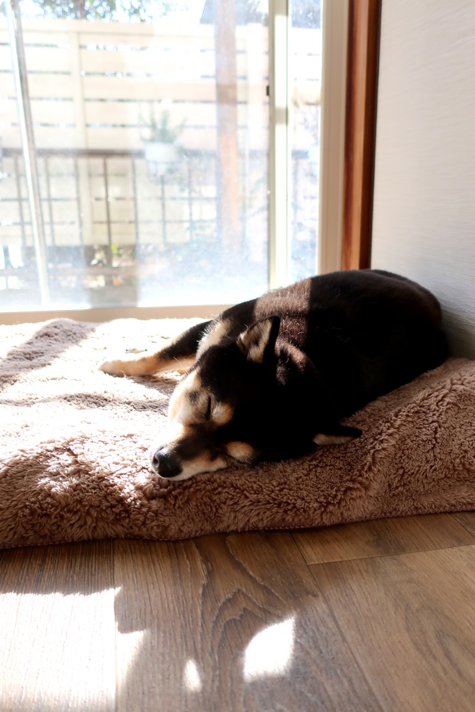 柴犬の日向ぼっこ
