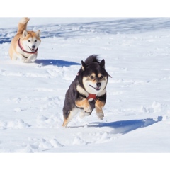 雪遊び1