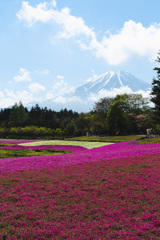 芝桜と富士山