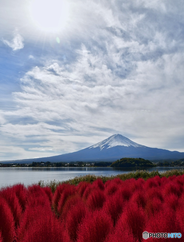 コキアと富士山