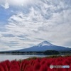 コキアと富士山