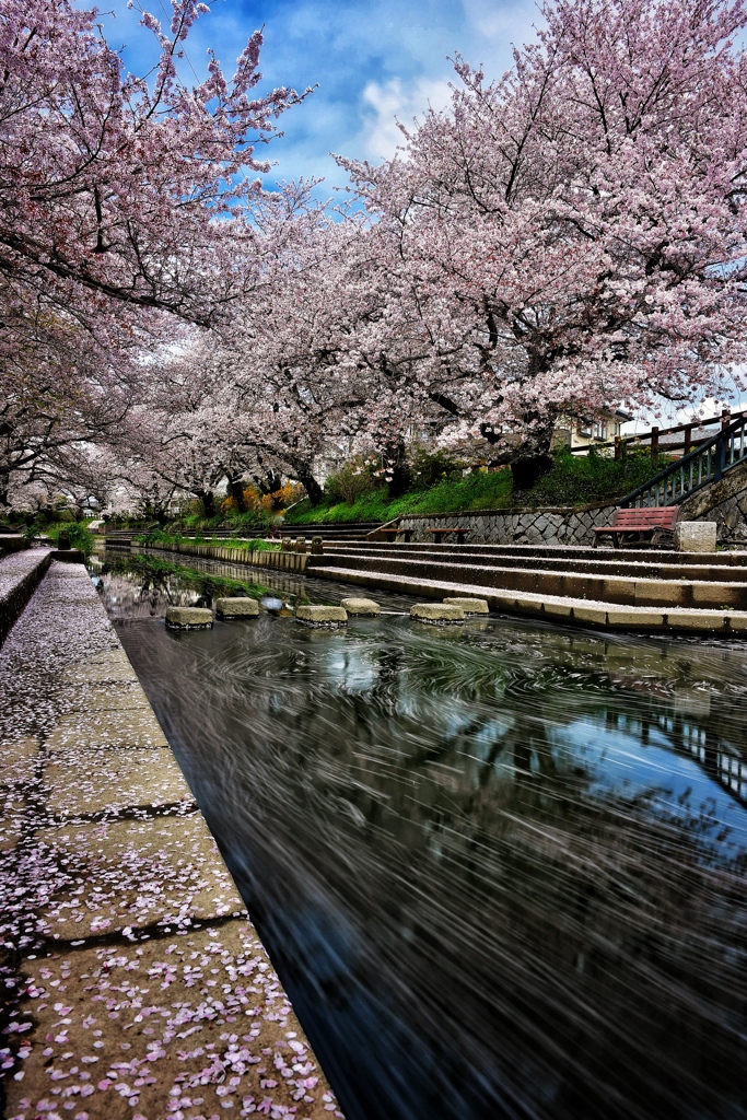 元荒川と桜