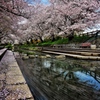 元荒川と桜