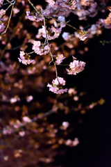 Spring Has Come