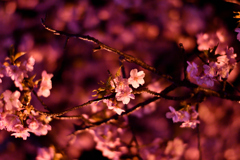 Spring Has Come.