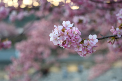 Spring Has Come.