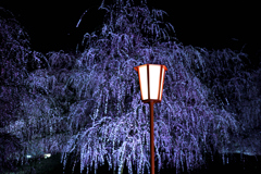 しだれ梅
