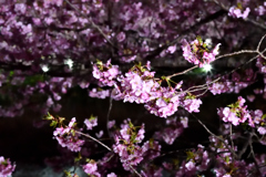 Spring Has Come