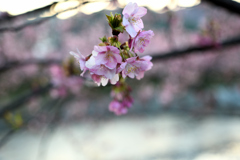 Spring Has Come.