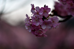 Spring Has Come