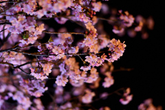 Spring Has Come