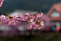 Spring Has Come.