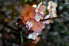Spring Has Come