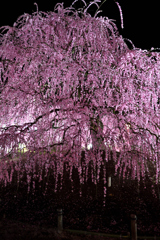しだれ梅