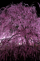 しだれ梅