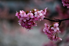 Spring Has Come