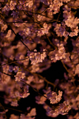 Spring Has Come
