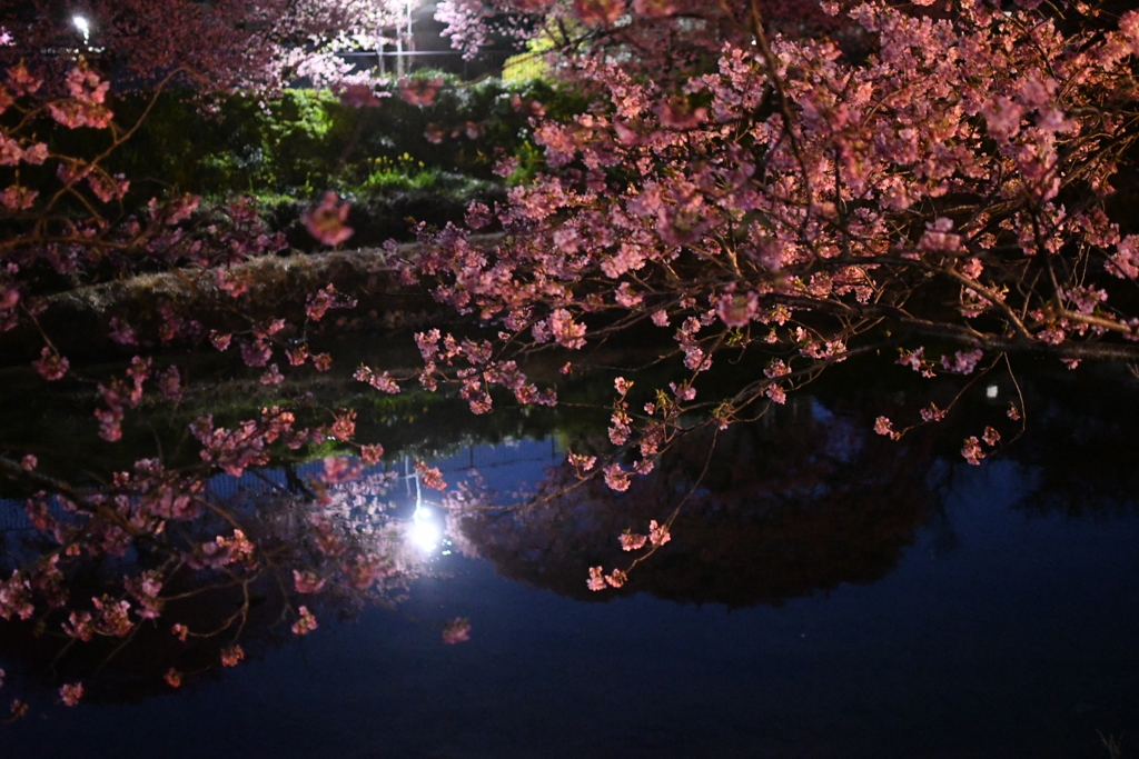 河津桜祭り