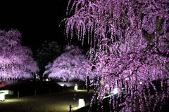 しだれ梅