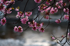 Spring Has Come.