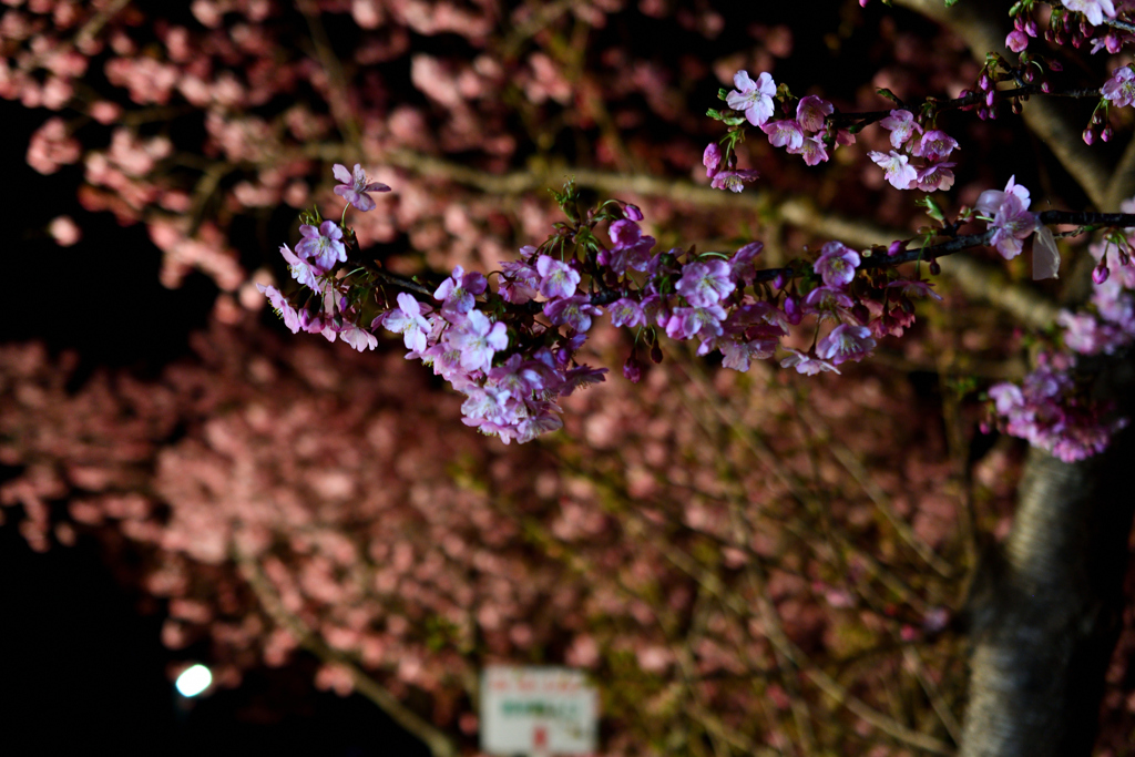 Spring Has Come