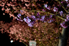 Spring Has Come