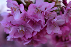 Spring Has Come