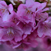 Spring Has Come