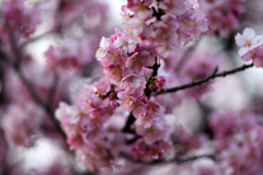 Spring Has Come.