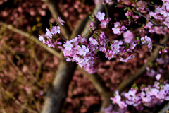 Spring Has Come