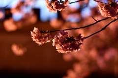 Spring Has Come.