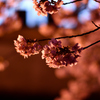 Spring Has Come.