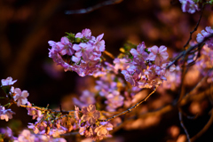 Spring Has Come.