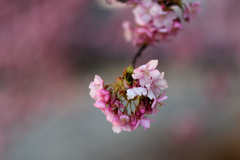 Spring Has Come.