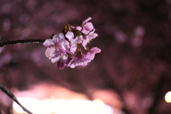 河津桜祭り