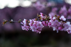 Spring Has Come