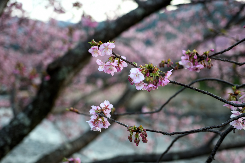 Spring Has Come.