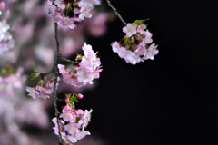 Spring Has Come.