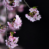 Spring Has Come.
