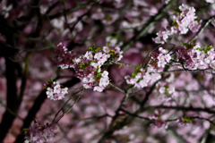 Spring Has Come.