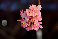 Spring Has Come