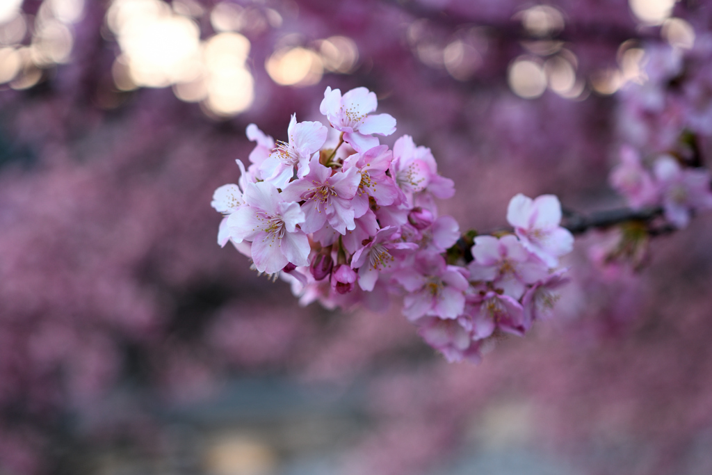 Spring Has Come.