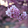 Spring Has Come.