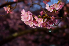 Spring Has Come