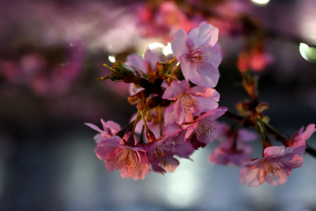 Spring Has Come